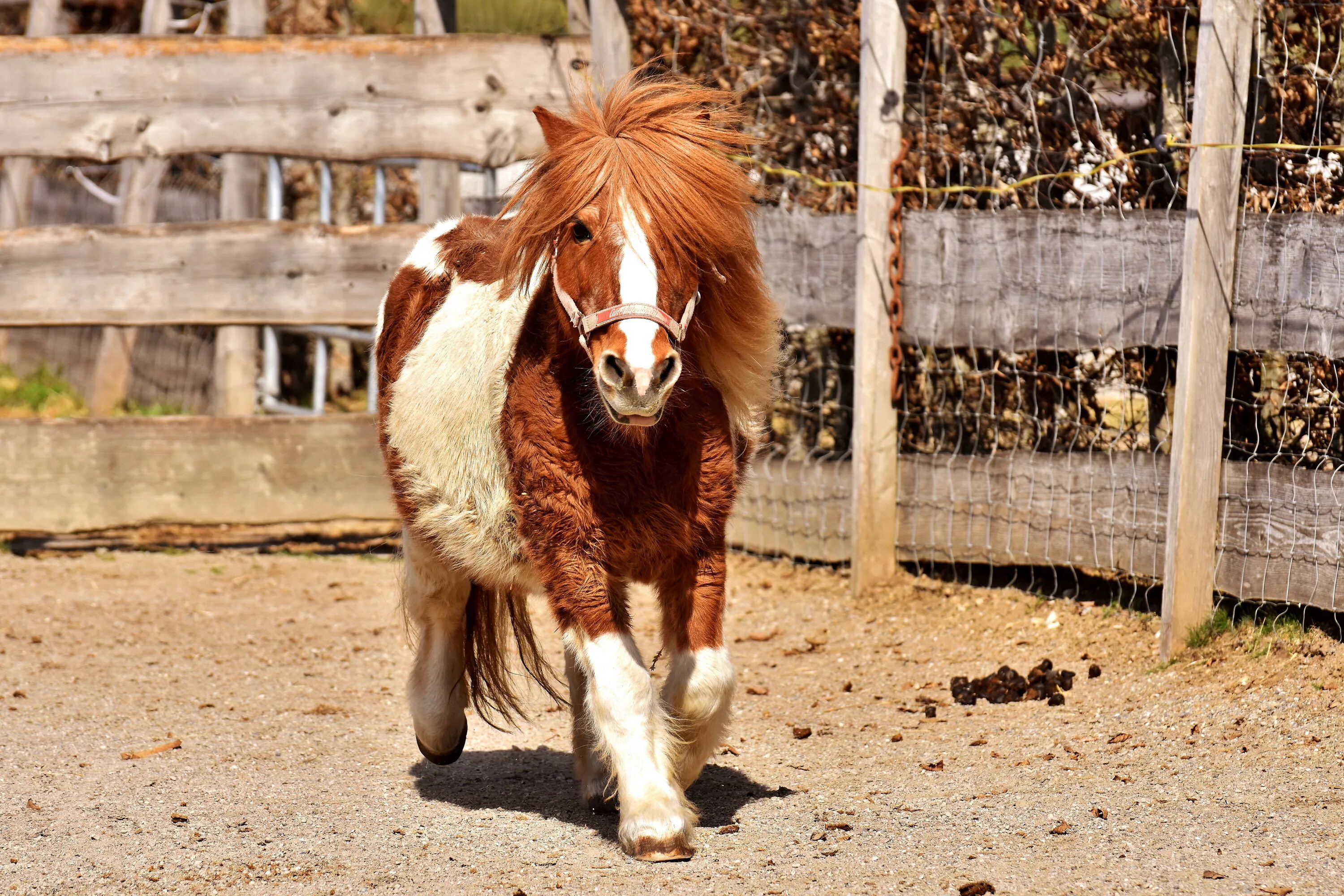 Лошади и пони. Милые лошади. Пони лошадь милые. Пони фото. Фотографии pony