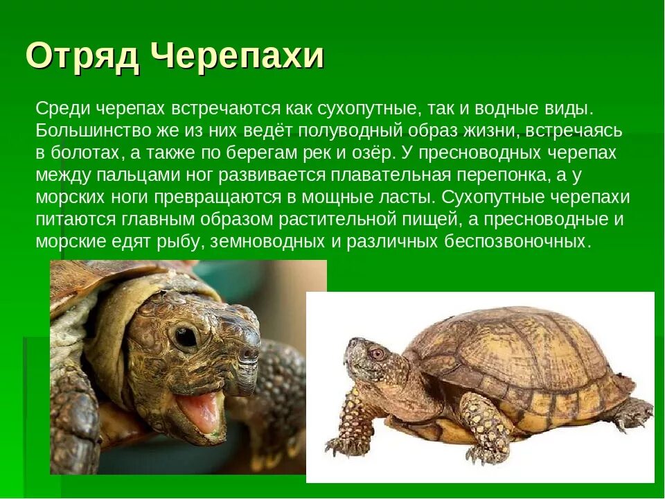 Содержание рептилий. Пресмыкающиеся 7 класс биология отряд черепахи. Пресмыкающиеся рептилии отряд черепахи. Сухопутные черепахи ареал обитания. Пресмыкающиеся черепахи сообщение.