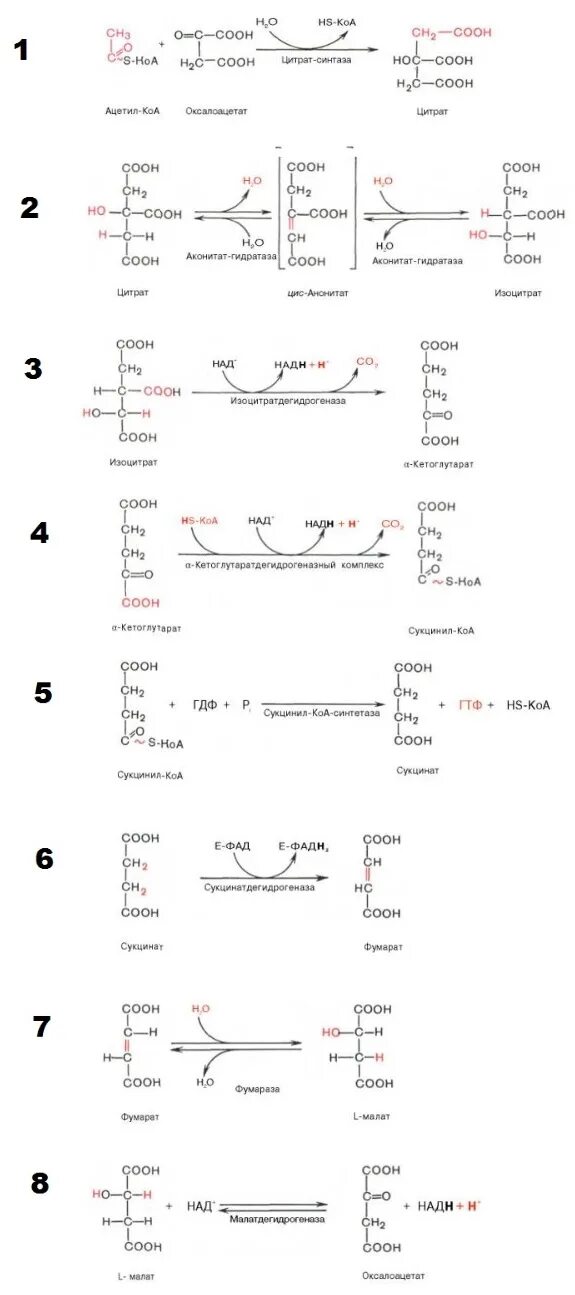 Цикл кребса стишок щука съела ацетат. Щука съела ацетат получается цитрат через цис. Цикл кребса стих. Цикл трикарбоновых кислот стихотворение. Цикл трикарбоновых кислот биохимия с ферментами.