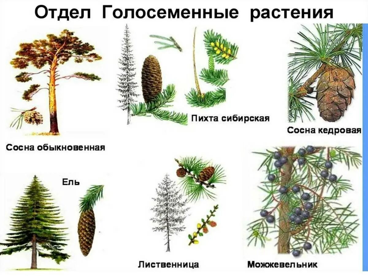 Какое дерево не является хвойным