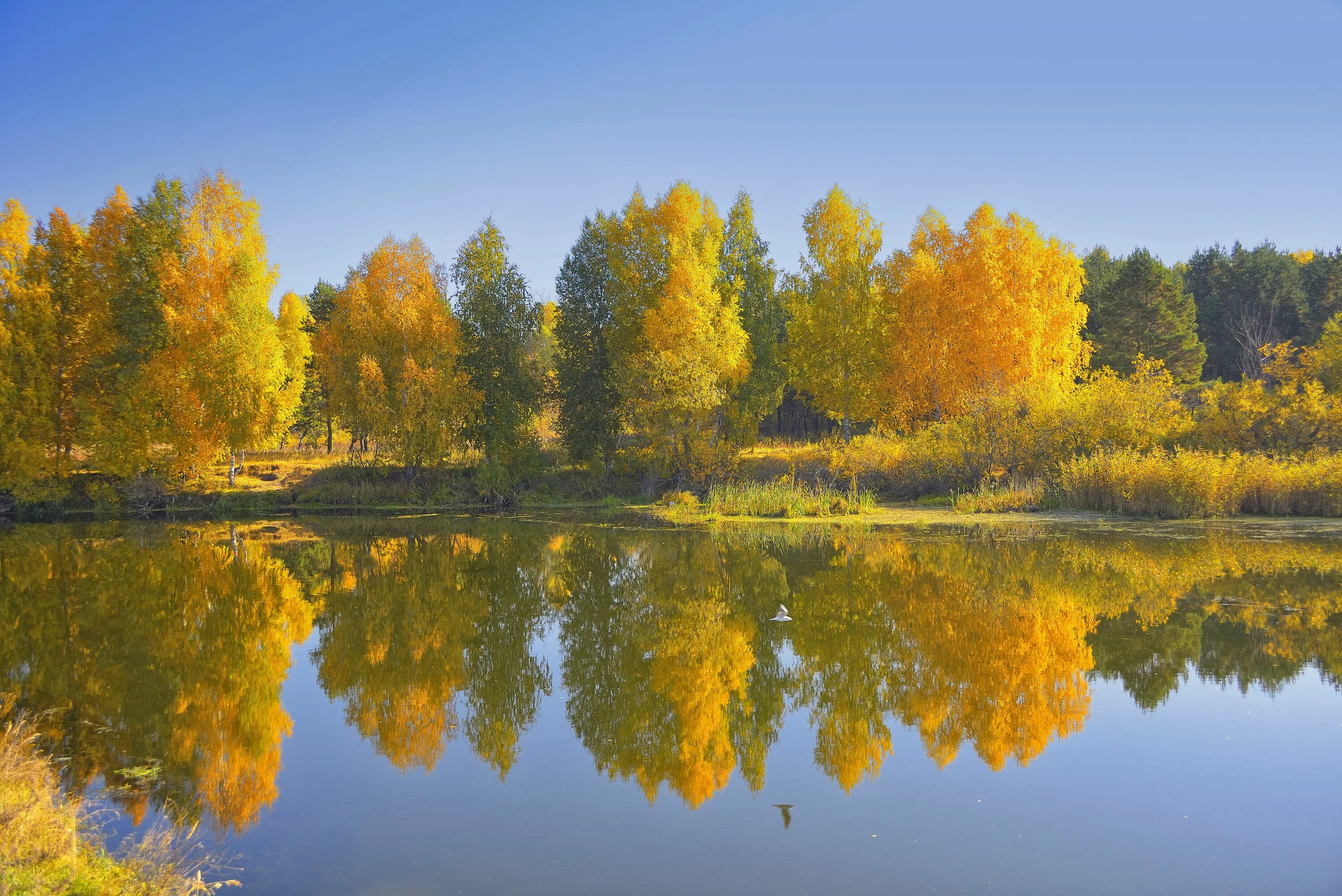 Сайт золотой осени. Золотая осень. Сентябрь природа. Красивая осень. Золотой.