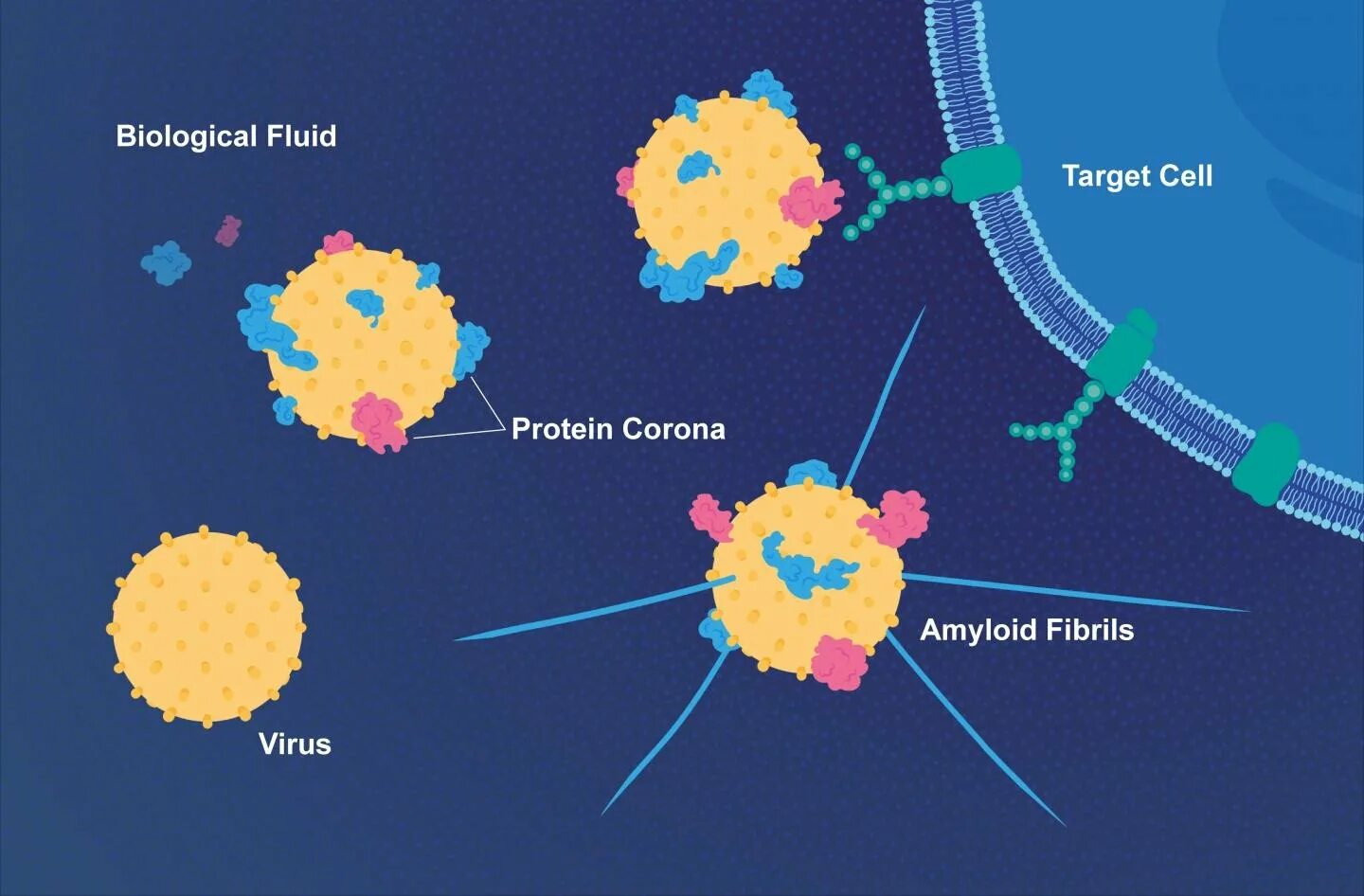 Make virus. Прикрепительные белки вируса. Vap белки вирусов. Вирус протеина. Белковая корона.