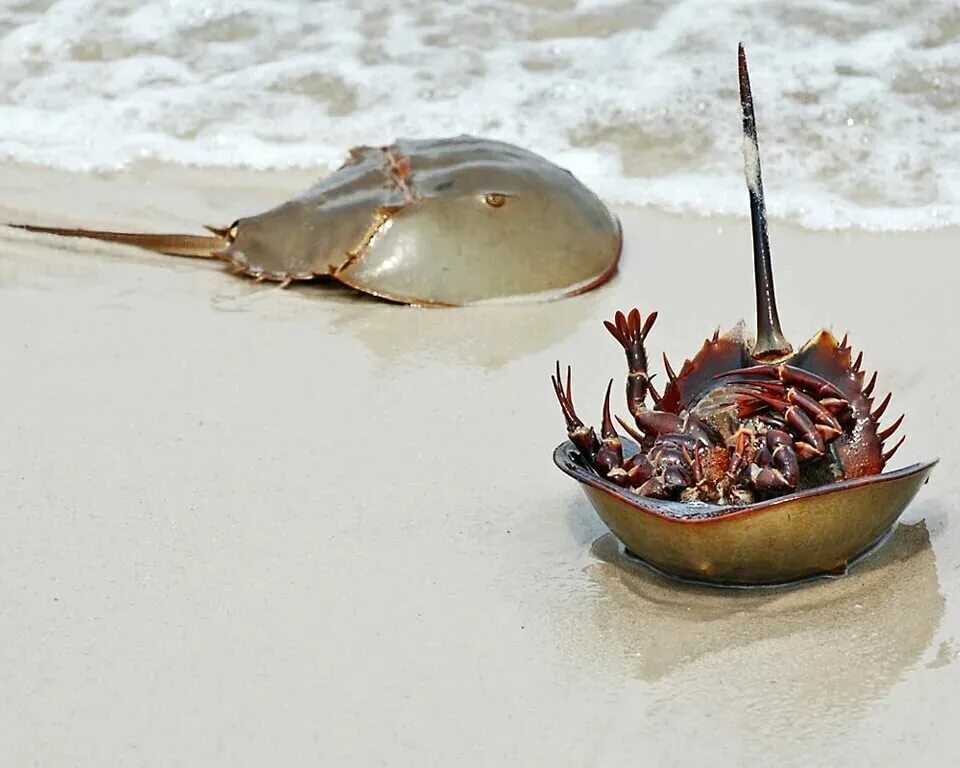 Мечехвост где. Мечехвост и щитень. Horseshoe crab мечехвост. Мечехвост окаменелости. Скат мечехвост.