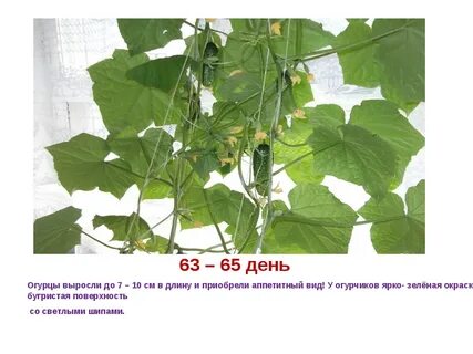 Рост огурца по дням