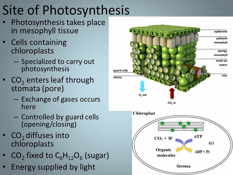 Cell contains. Structures of photosynthesis. cell structure photosynthesis. structure of palisade mesophyll and photosynthetic prokaryotes. how do reactabts of photosynthesis enter the leaf.