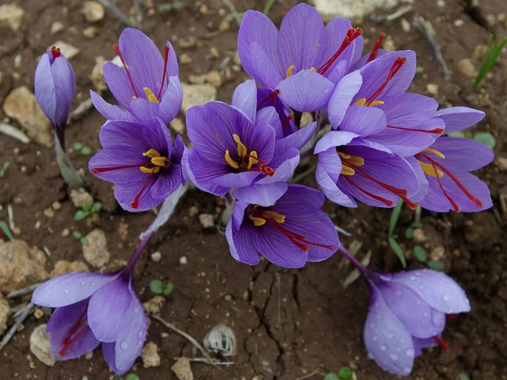 Шафран - Crocus sativus.. Sativus Saffron Крокус. Cnicus satiuus Шафран посевной. Крокус сорт Шафран. Вывели ли людей из крокуса