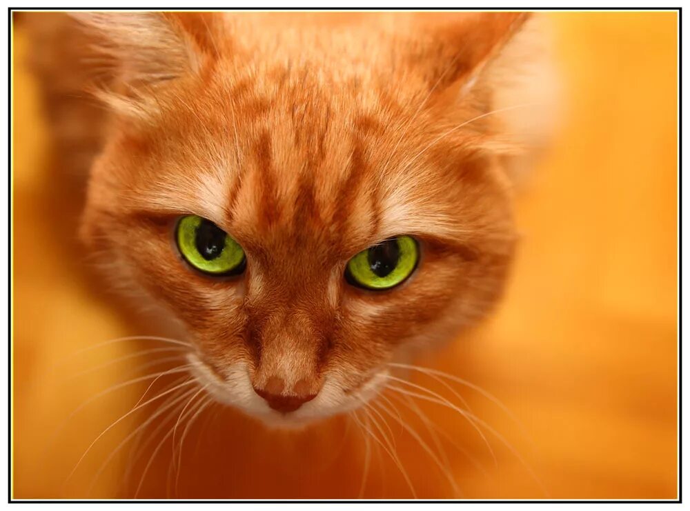 Где рыжий. Рыжая кошка. Рыжий кот с зелеными глазами. Рыжая кошка с зелеными глазами. Рыжие коты с зелеными глазами.