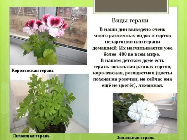 Описание листа пеларгонии. Пеларгония и герань отличия. пеларгония-герань ветвление. герань отличается от пеларгонии. разница между геранью и пеларгонией.