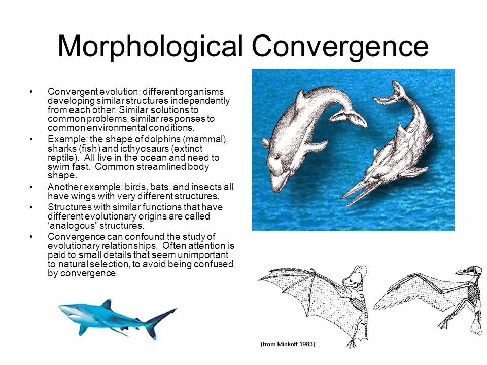 Evolution study. Конвергенция. конвергенция австралия. конвергенция картина. examples of evolution.