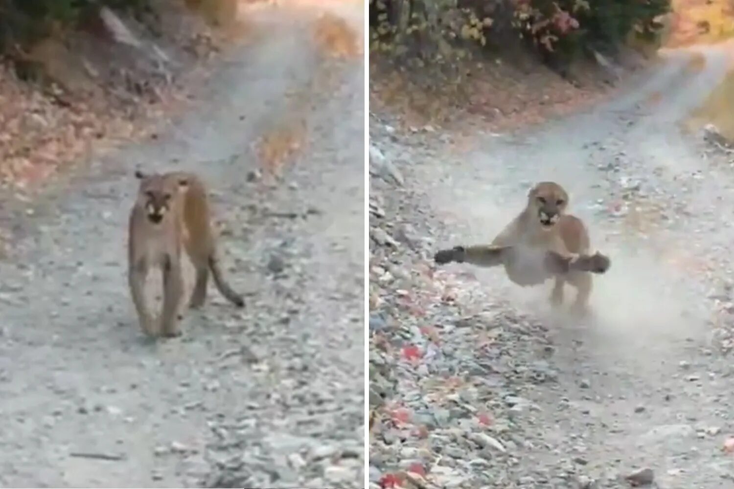 Пума может напасть на человека. Пума напала на собаку в подмосковье. Пума нападает на человека. Пума напала на собаку в подмосковье. Пума напала на собаку в подмосковье.