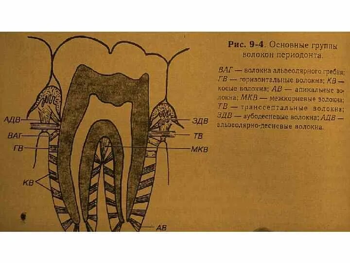 Волокна периодонта зуба. Волокна периодонт зуба волокна. Строение периодонта зуба волокна. Волокна периодонта схема гистология.