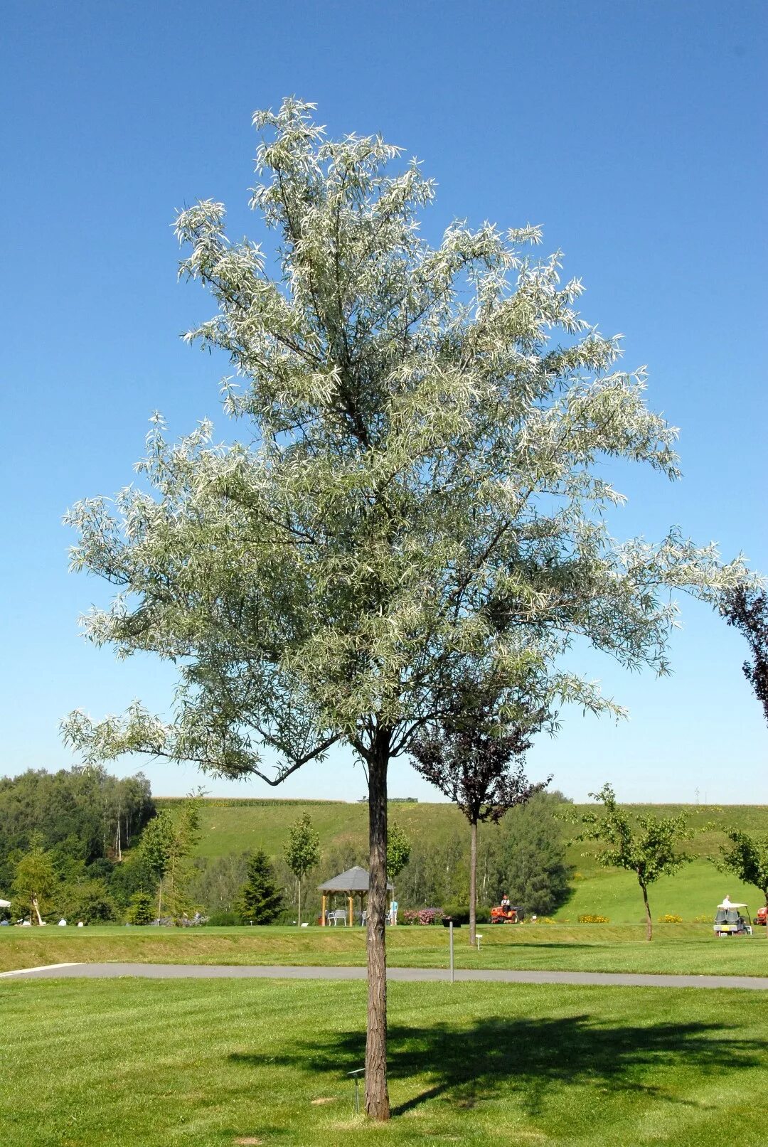 Tree 40