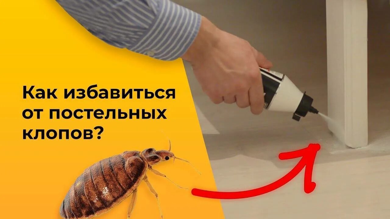 Способ избавиться от клопов в квартире. Избавление от постельных клопов. способы избавления от клопов. средства для избавления от клопов. как избавиться от клопов.