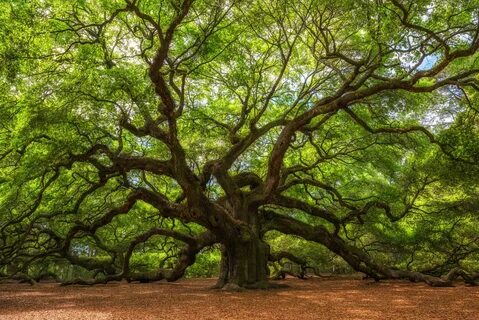 Under the oak tree