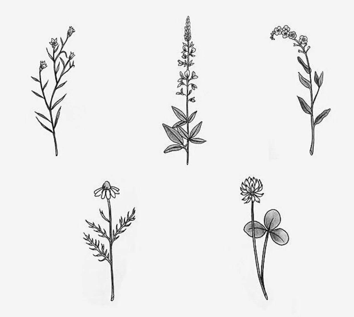 Эскизы тату маленькие. Маленькие цветы эскизы тату. Маленькие тату растения. Маленькие зарисовки. Лёгкие эскизы тату для срисовки.