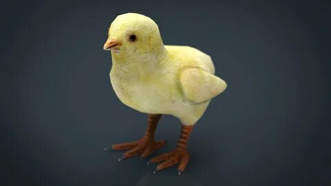 Chicken 3d model