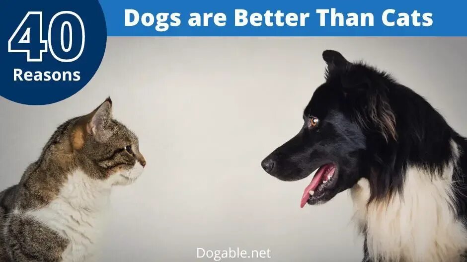 Good pets than dogs. Dogs are better than Cats. The Dog is goods than a Cat. Dogs are Intelligent than Cats. Dogs are bester Pets than Wild Wolves..