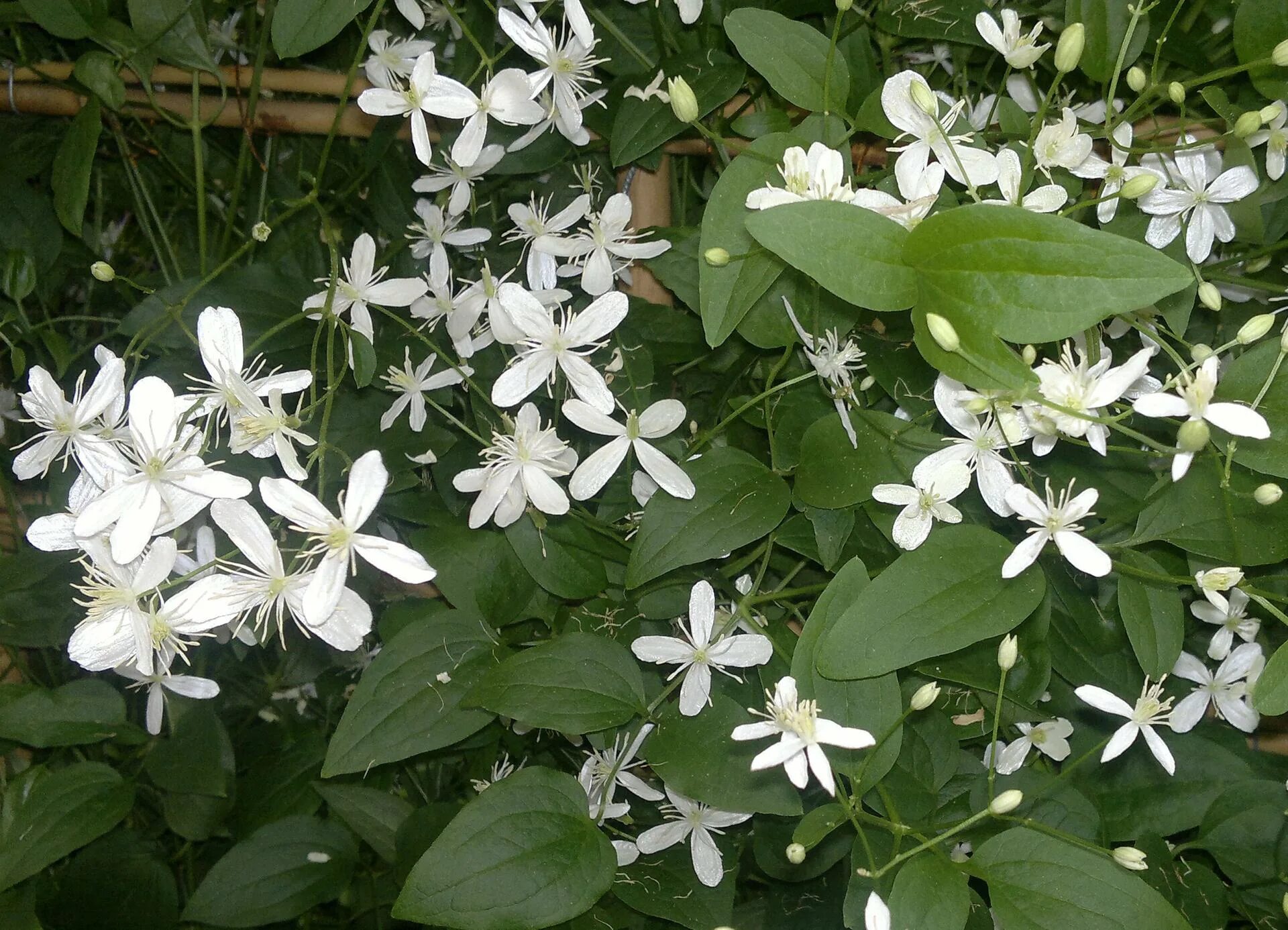 Клематис жгучий мелкоцветковый белый. Клематис ломонос мелкоцветковый. Клематис мелкоцветковый белый ломонос. Клематис маньчжурский белое облако. Клематис жгучий мелкоцветковый белый.