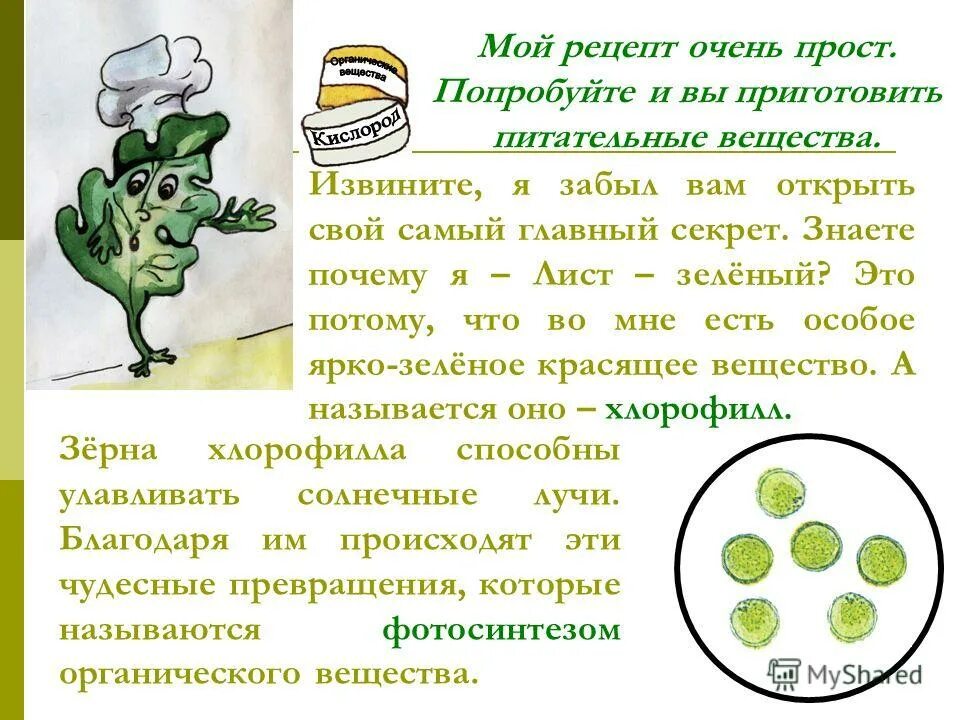 Почему листья зеленеют. Почему листья зеленые. почему листья зеленого цвета. проект почему листья зеленые. почему листья и растения зеленого цвета.