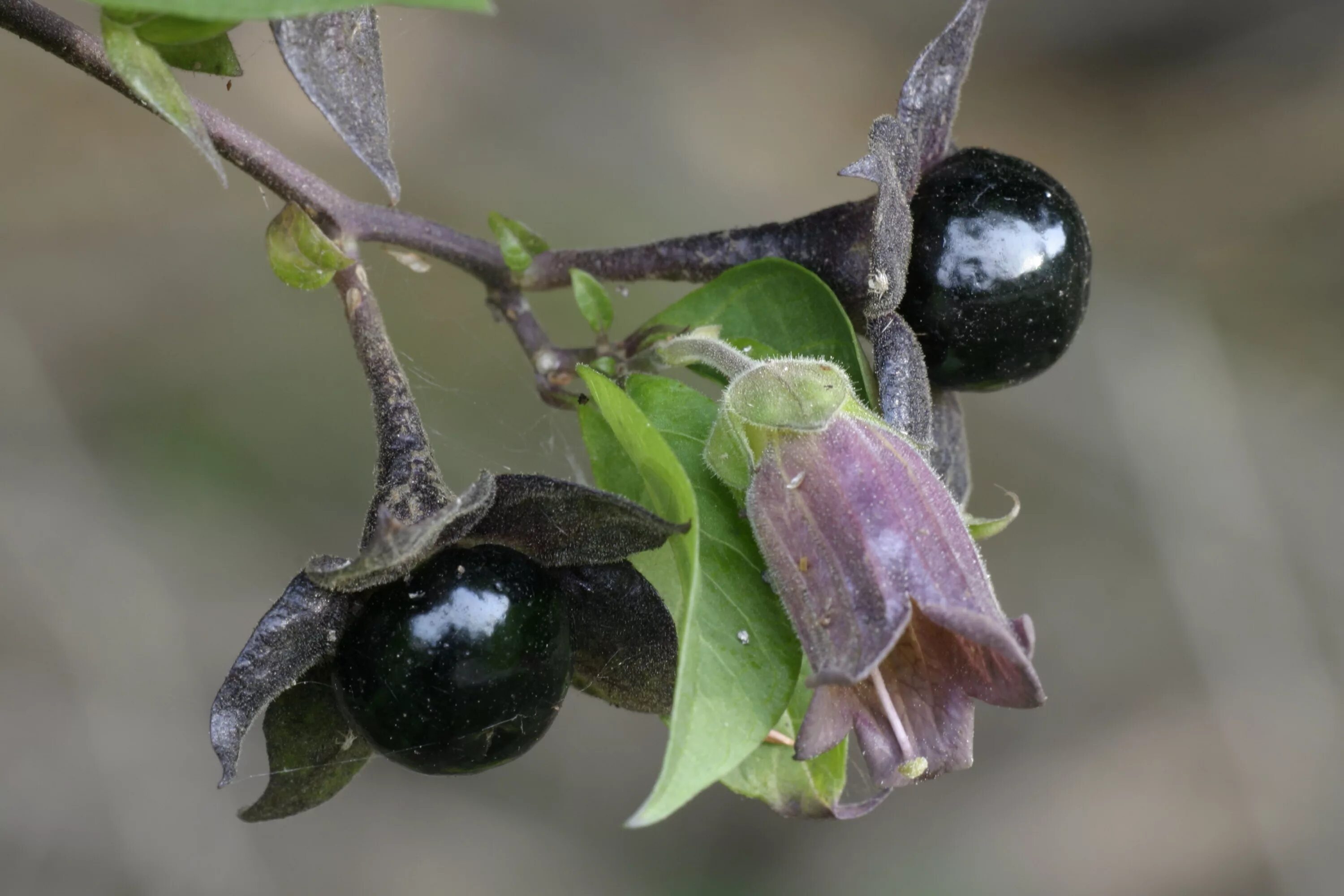 Пасленовые растения ягода. Паслён чёрный. Паслен Земляничный. Паслен черный семейство пасленовых. Паслён чёрный ядовитый.