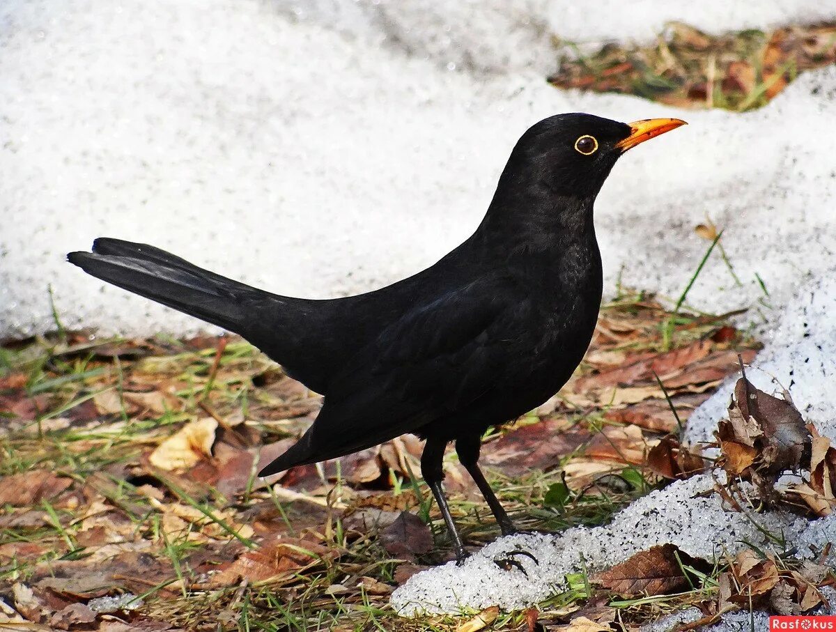 Как называется птицы названия птиц. Как называется птицы названия птиц. Как называется птицы названия птиц. Зимующие птицы названия. Название зимующих птиц россии для детей.