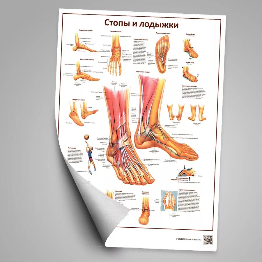 Foot tongue. Плакат анатомия стопа. Плакаты подология. Плакаты в кабинет подолога. Макет стопы.