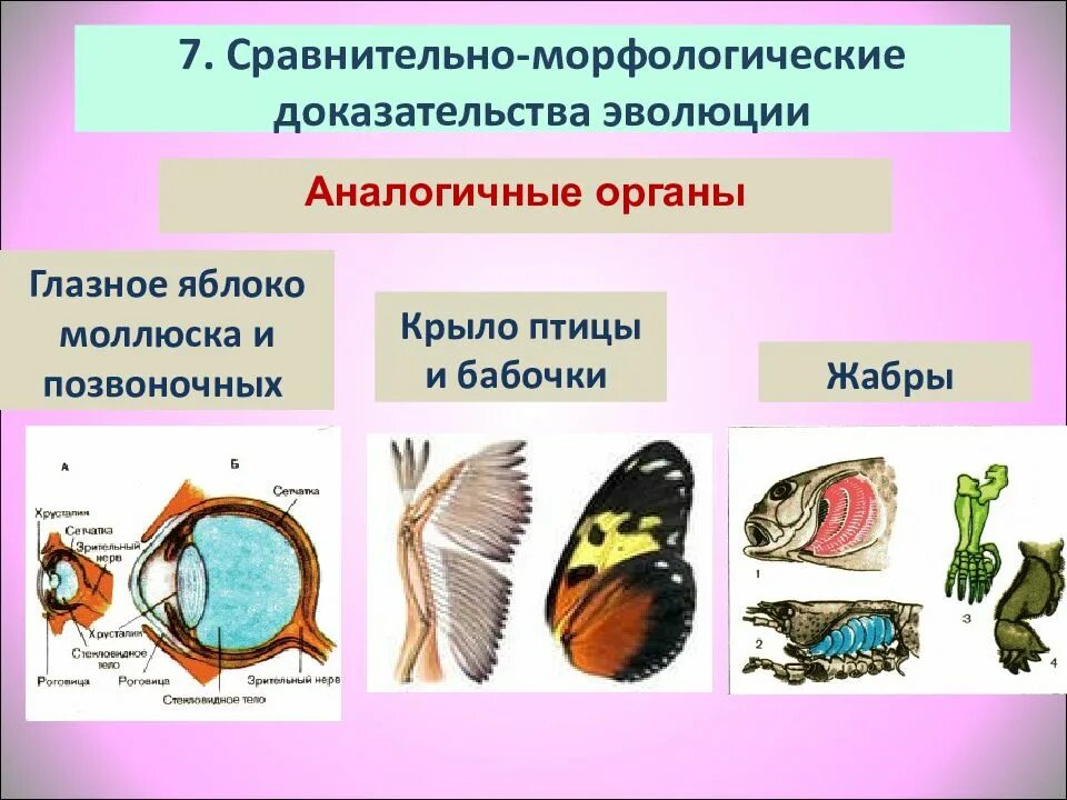 Доказательства эволюции крыльев. Аналогичные и гомологичные органы доказательства эволюции. амоломологичные органы. аналогичные органы органы. аналогичные органы примеры.