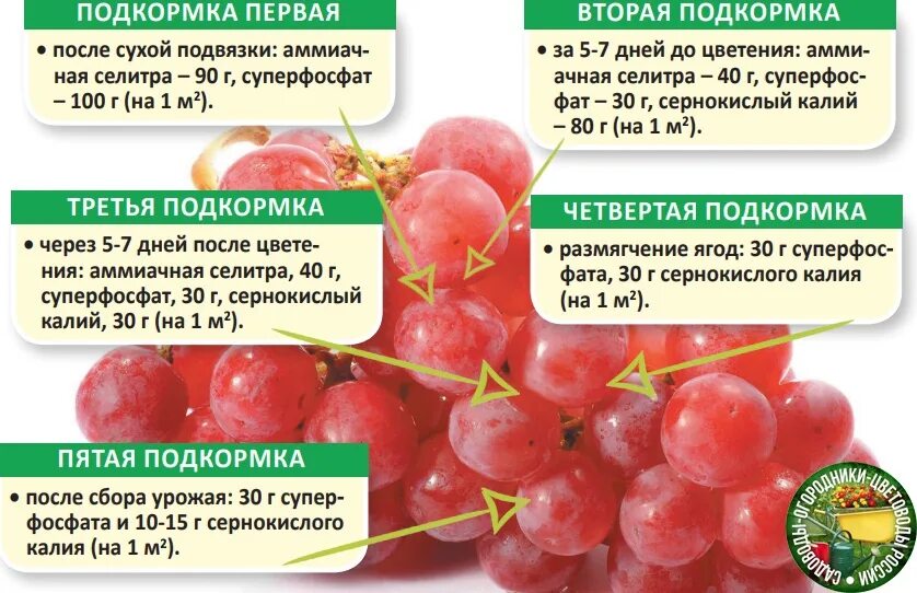 Можно кормящим виноград. Схема подкормки крыжовника. Таблица подкормки винограда. Подкормка винограда весной схема. Таблица внесения удобрений винограда.