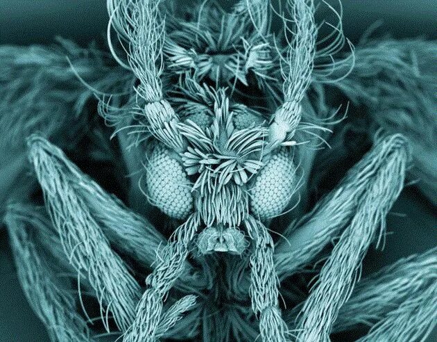 Как выглядит моль под микроскопом Nikon Small World toont de beste microscoopfoto’s Nikon small world, Small world