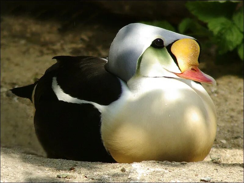 кандалакшский заповедник птица гага. северная утка гага. гага обыкновенная кандалакшский заповедник. гага птица. северная утка гага.