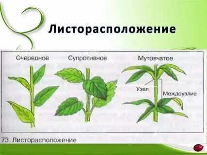 Чередование листьев