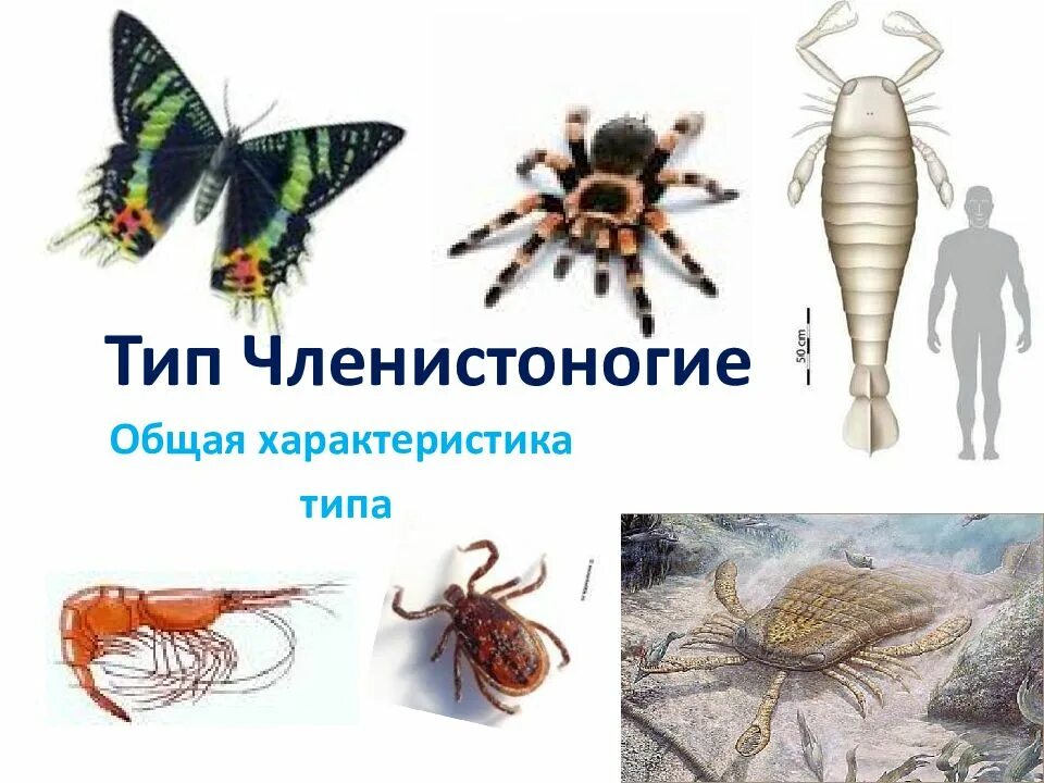 Для членистоногих общим признаком является