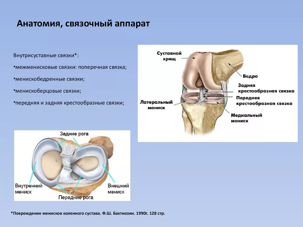 Связка мениска колена. Связочный аппарат коленного сустава анатомия. Строение мениска коленного сустава анатомия. Строение суставно-связочного аппарата. Анатомия связок мениска коленного сустава.