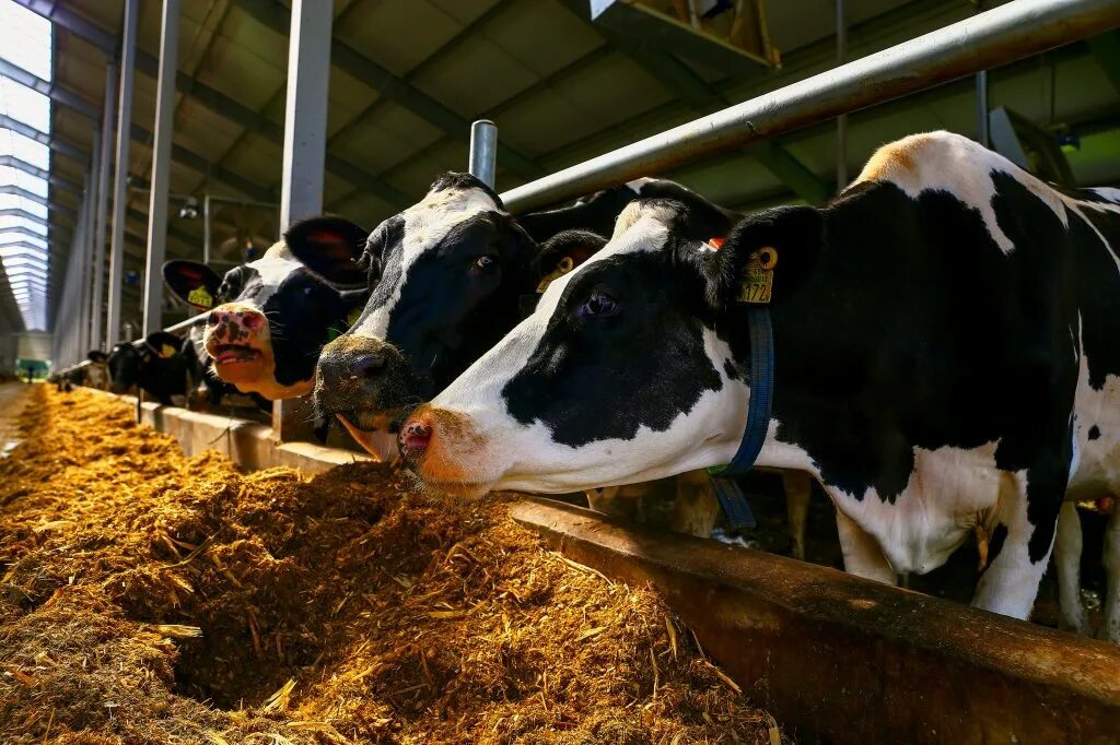 Зао светлолобовское красноярский край. Зао крс. Зао крс. Сельскохозяйственные предприятия про фермы. Сельское хозяйство животноводство.