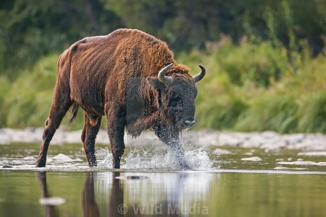 Стадо у реки. Река бык кишинев. Водный буйвол. Стоит на реке бык. Бык на природе.