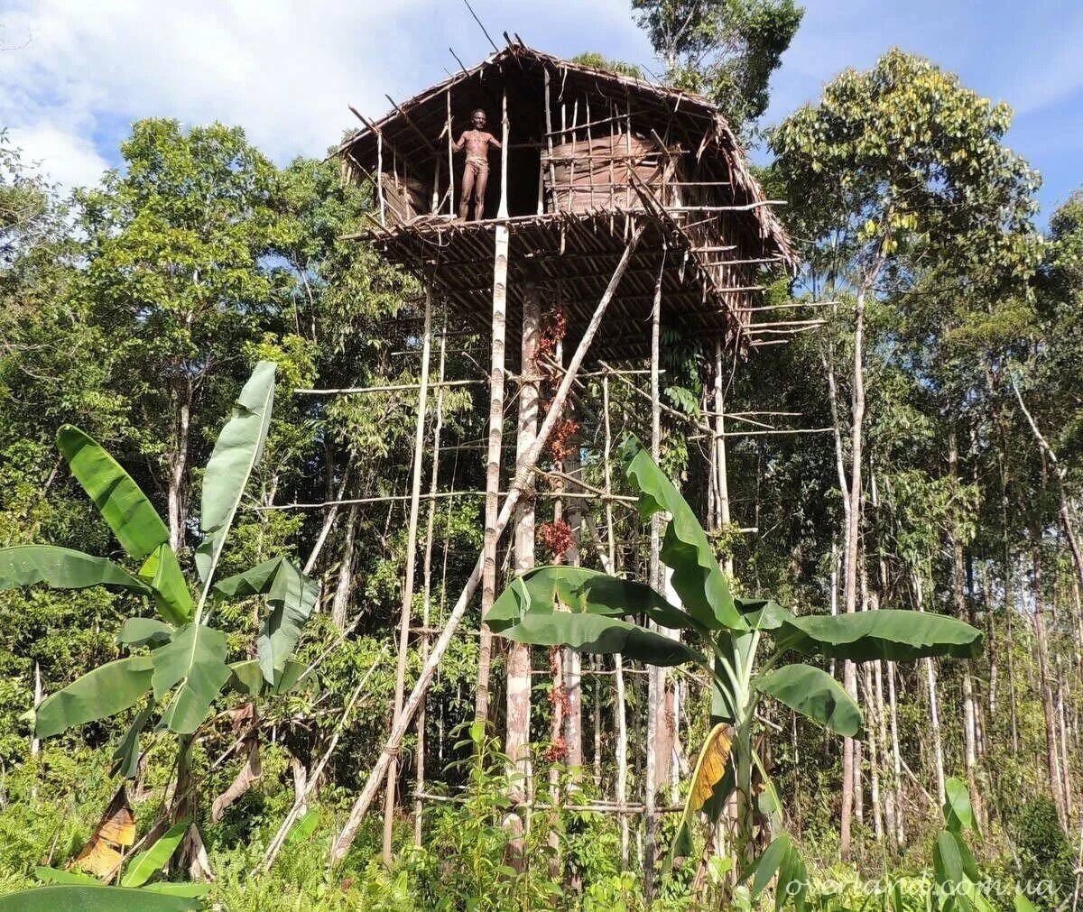 Папуа — новая гвинея. Племя короваи. Папуасы новая гвинея караваи. Леса новой гвинеи. Гвинея деревья.