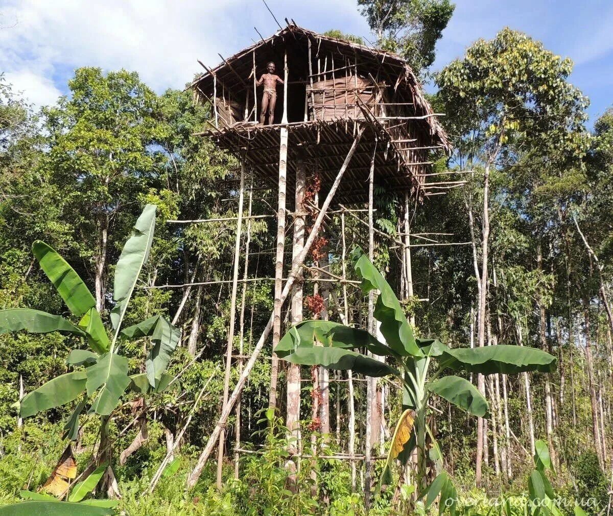 Племя КОРОВАИ Папуа новая Гвинея жилища на деревьях. Новая Гвинея. Племя КОРОВАИ. Племя КОРОВАИ Папуа новая Гвинея. Домашние племен