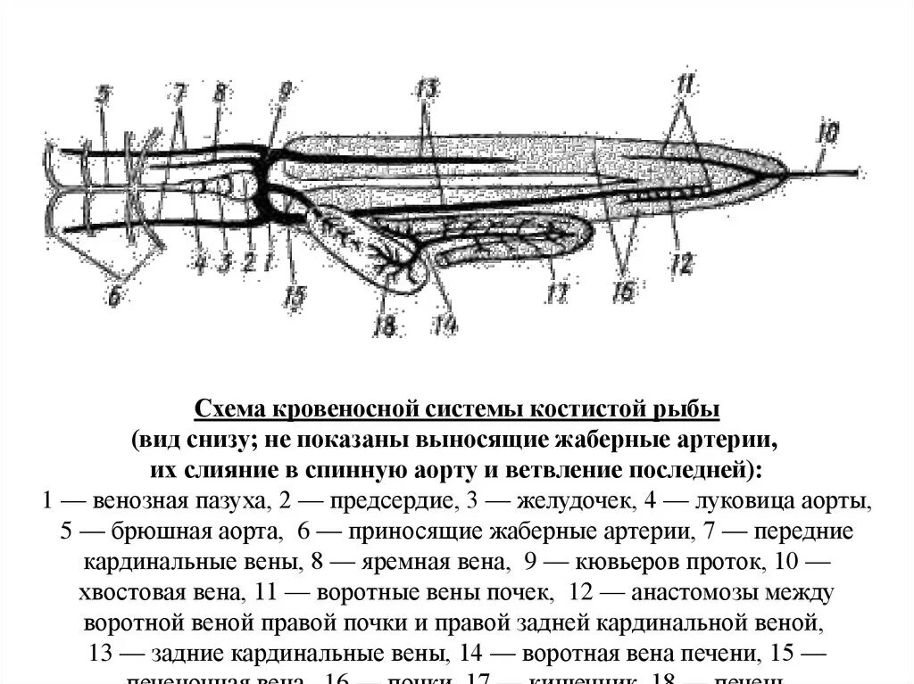 Окунь речной строение сердца
