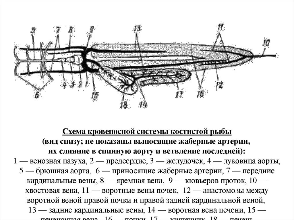 Схема кровеносной системы костистой рыбы. Кровеносная система костных рыб схема. Схема строения кровеносной системы костной рыбы. Строение кровеносной системы костных рыб.