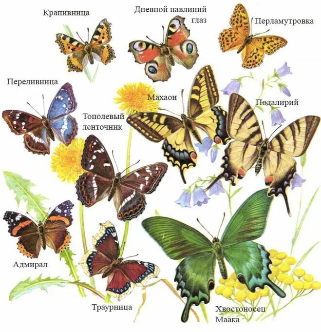 атлас определитель от земли до неба. атлас определитель. атлас-определитель от земли от земли до неба гусеницы. атлас определитель пчелы осы и шмели 2 класс. атлас определитель от земли до неба 2 класс пчелы.