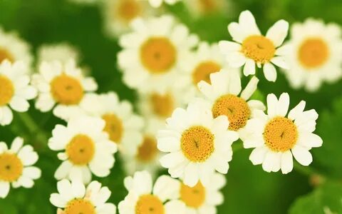 Summer Photo Frame with daisies and a bow.