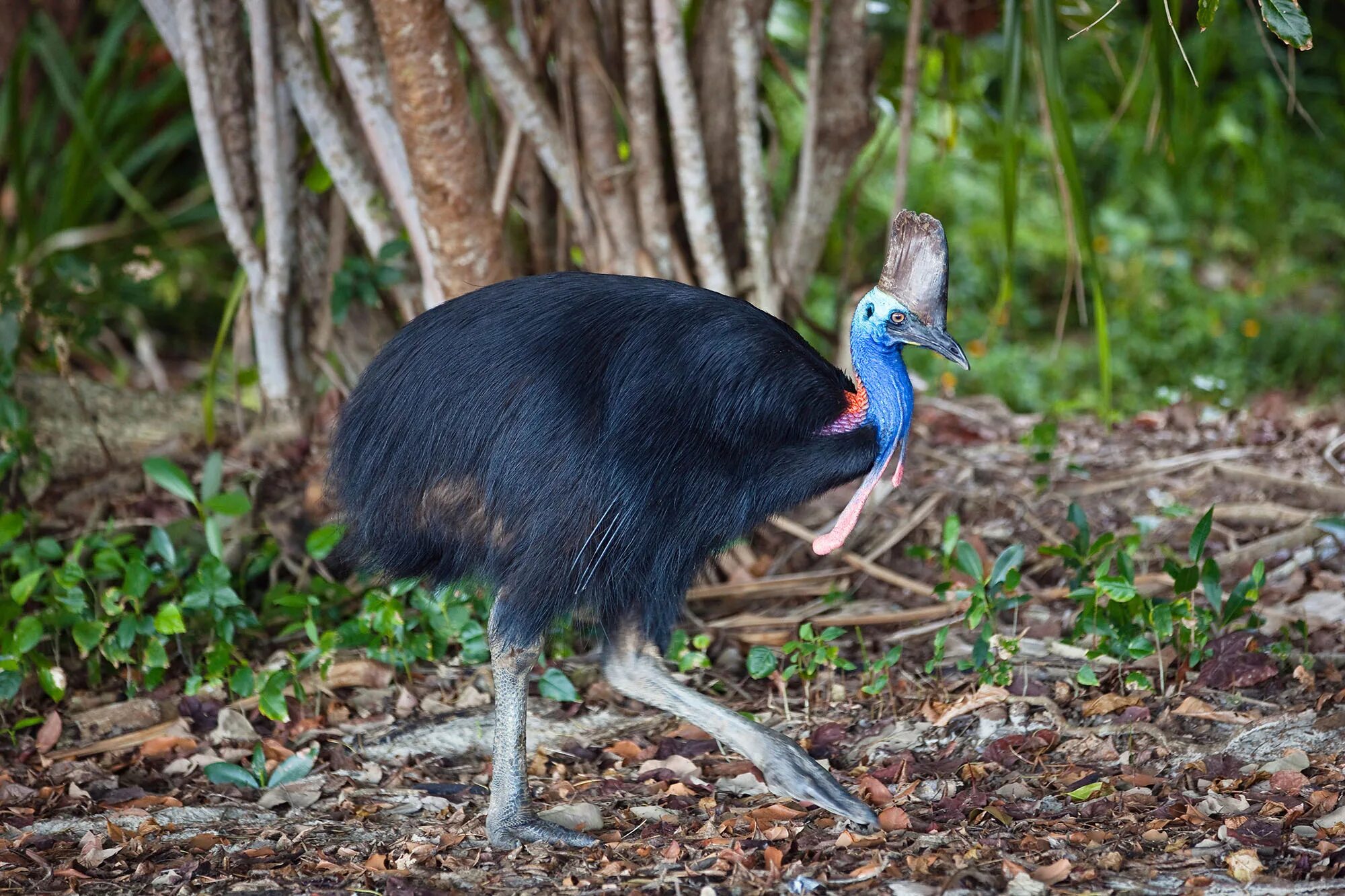 Казуар птица чем опасна для человека. Шлемоносный казуар яйца. Шлемоносный казуар австралии. Шлемоносный казуар яйца. Казуар опасная птица.