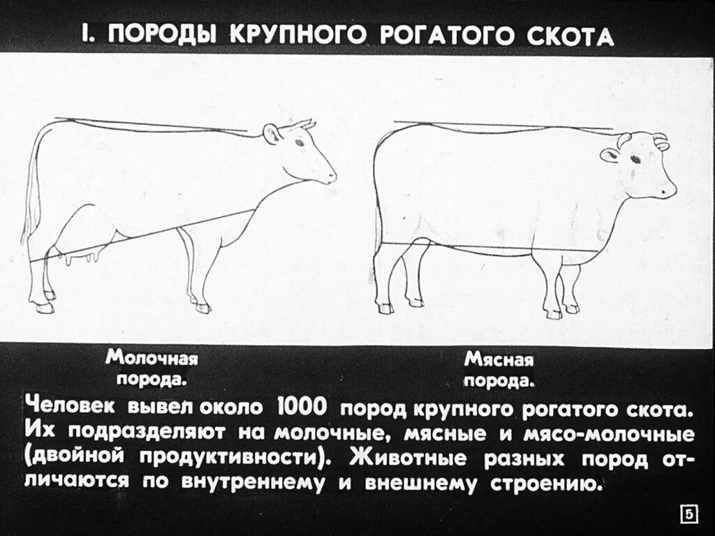 Можно ли считать крупный рогатый скот промежуточным. Мясные породы крупного рогатого скота. Породы крупно рогатого скота. Крупный рогатый скот названия. Молочные породы КРС.