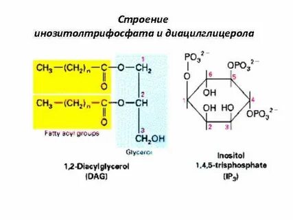 Инозитол трифосфат