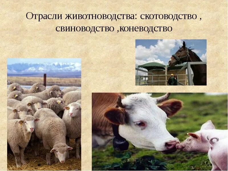 Название отрасли животноводства. Отрасли животноводства. Скотоводство отрасль животноводства. Презентация отрасли животноводства. Коневодство отрасль животноводства.