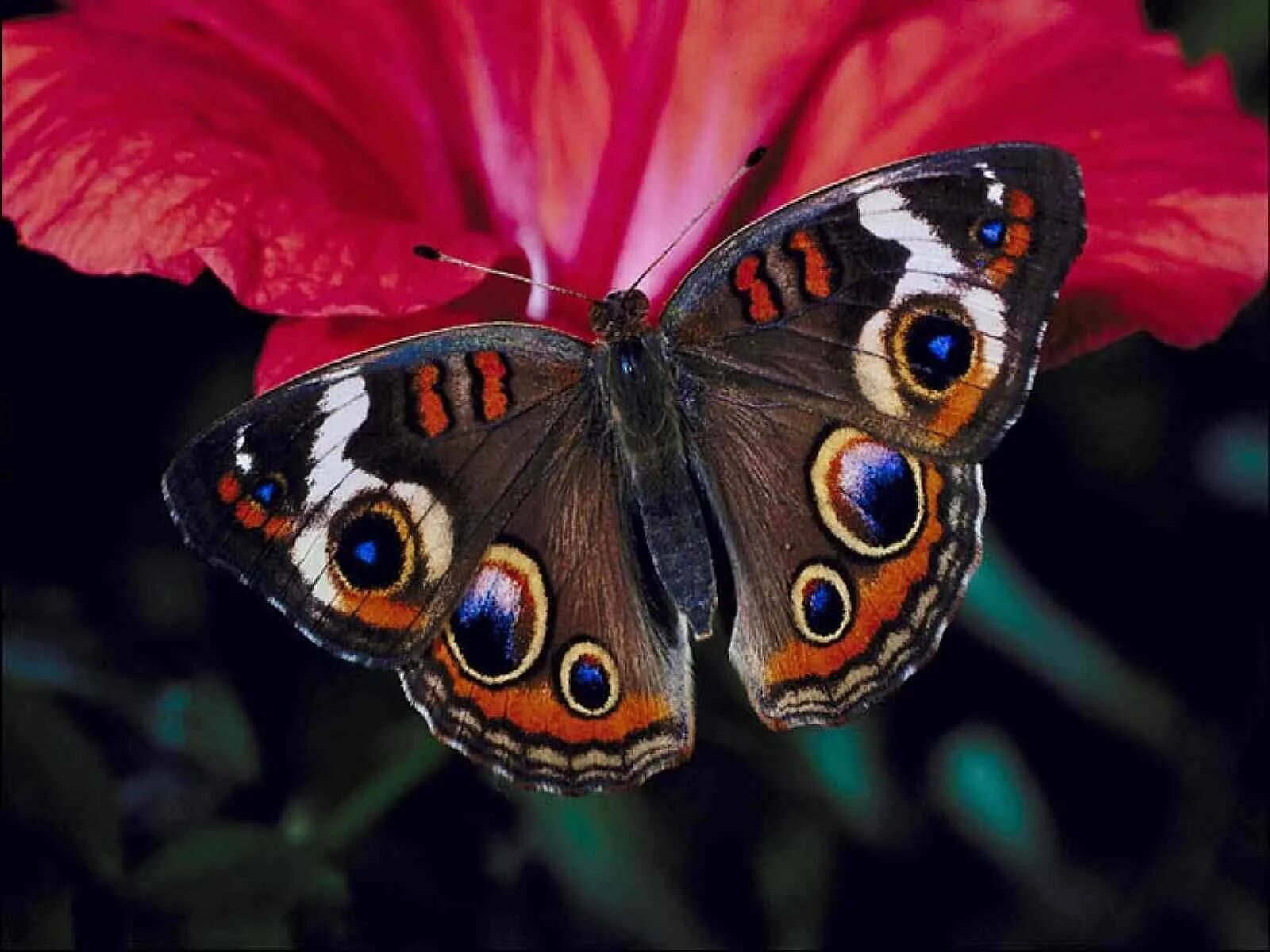 Название самых красивых бабочек. - Павлиний глаз, - Махаон, - Адмирал.. Бабочки. Яркие бабочки. Красивые бабочки.