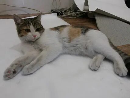 Нашлась кошка