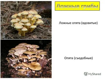Опята ложные и съедобные отличие