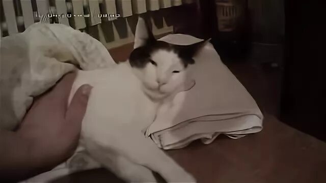 Кот без наркоза. Кот без наркоза