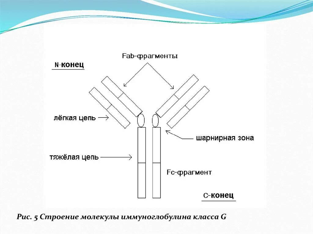 Fc фрагмент